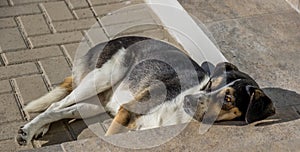 Mixed breed dog chilling out