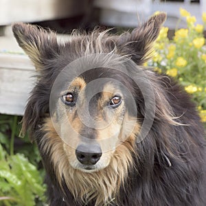 Mixed-breed dog photo