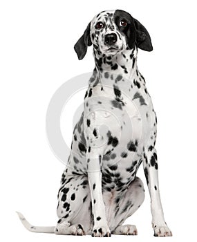 Mixed breed dog with a Dalmatian