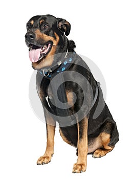 Mixed-Breed Dog between a Doberman and a German Sh