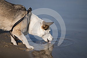 Mixed breed dog drinks water