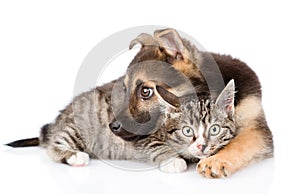 Mixed breed dog embracing tabby cat. isolated on white background
