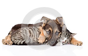 Mixed breed dog embracing tabby cat. isolated on white background