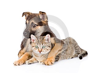 mixed breed dog embracing tabby cat. isolated on white background