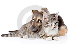 Mixed breed dog embracing tabby cat. isolated on white background photo