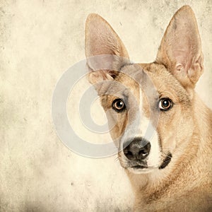 Mixed-breed dog in front on grunge background