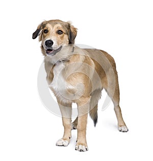 Mixed-breed dog in front of white background