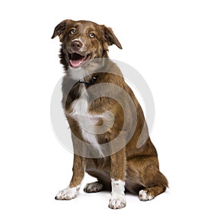 Mixed-breed dog in front of white background