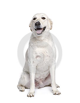 Mixed breed dog in front of white background