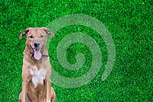 Mixed breed dog with huge smile on grass background