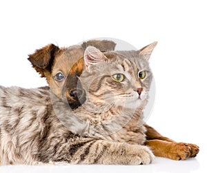 Mixed breed dog hugging cat. isolated on white background