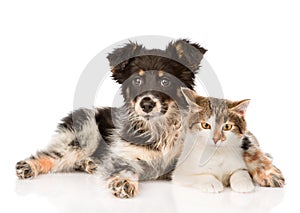Mixed breed dog and hugging cute cat. on white backgrou