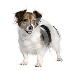 Mixed-breed dog with a Jack Russell Terrier