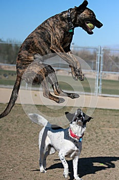 Mixed breed dog jumping with the ball