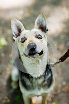 Mixed breed dog on a leash