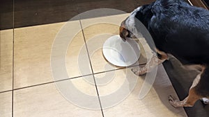 Mixed breed dog licking of white plate that standing on tiled floor