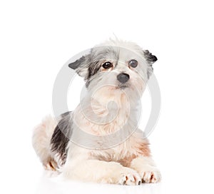 Mixed breed dog looking at camera. isolated on white background