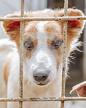 A mixed-breed dog looks at the camera through the cage trellis.