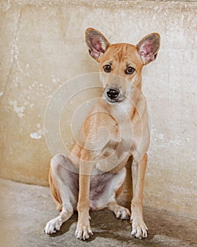 A mixed-breed dog looks worried and looks at the camera.