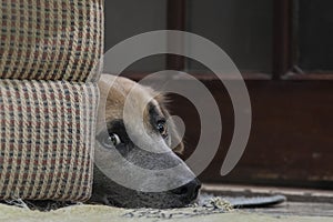 A mixed breed dog lying behind a couch anxiously looking at the camera