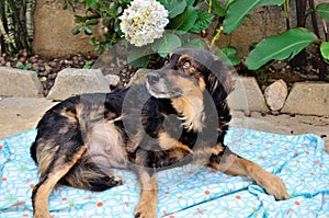 Mixed breed dog lying on blanket photo