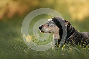 Mixed breed dog lying down outdoors in summer, close up portrait