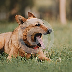 Mixed breed dog lying down and yawning outdoors