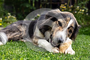 Mixed-breed dog lying in the garden and chewing a treat or goodie, teeth cleaning