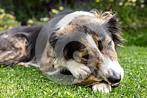Mixed breed dog lying in the garden and chewing a treat or goodie, teeth cleaning photo