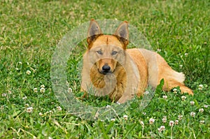 Mixed breed dog lying in summer grasses