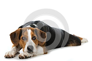 Mixed breed dog on white background photo