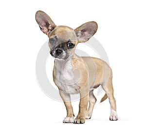 Mixed-breed dog, 3 months old, in front of white background
