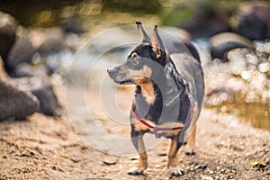 Mixed breed dog in nature. Small canine black brown dog. Forest view with stones near stream. Unique bokeh manual lens Helios-40.