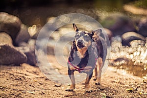 Mixed breed dog in nature. Small canine black brown dog. Forest view with stones near stream. Unique bokeh manual lens Helios-40.