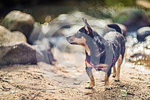 Mixed breed dog in nature. Small canine black brown dog. Forest view with stones near stream. Unique bokeh manual lens Helios-40.