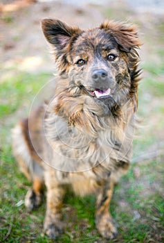 A mixed breed dog with one upright ear and one floppy ear