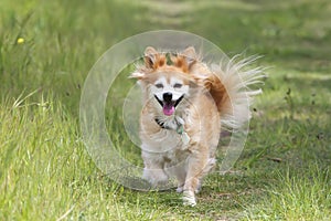 Mixed breed dog on path