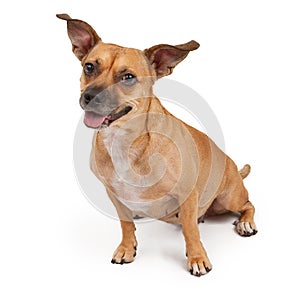 Mixed Breed Dog with Perky Ears