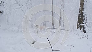 mixed breed dog playing in a snowy forest. The white and spotted dog is playing.