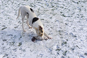 Mixed-breed dog playing on a snowy lawn with rope