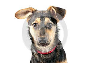 Mixed breed dog portrait