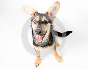 Mixed breed dog portrait