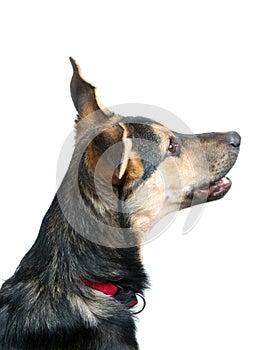 Mixed breed dog portrait