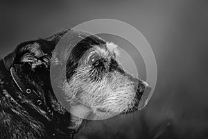 Mixed breed dog portrait outdoors, black and white