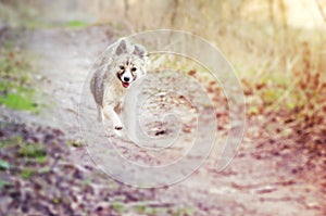 Mixed breed dog running