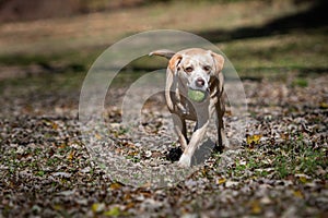 Mixed breed dog running with a tennis ball