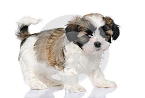 Mixed-Breed Dog between Shih Tzu and maltese dog