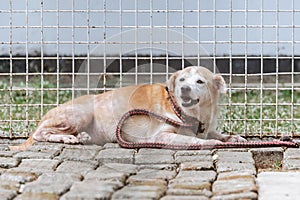 A mixed-breed dog sits and relaxes in the animal shelter\'s play area.