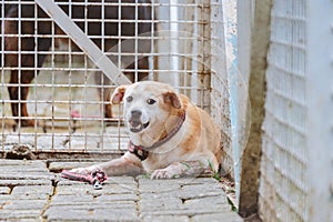 A mixed-breed dog sits and relaxes in the animal shelter's play area.