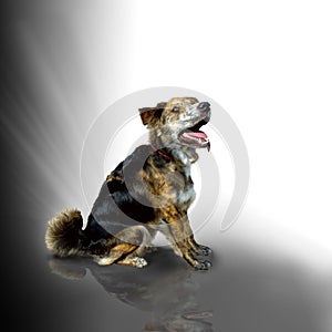 Mixed breed dog sitting